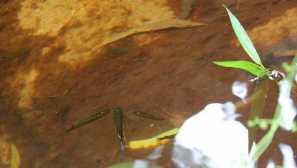 Little pikes na ostrově fukuok.